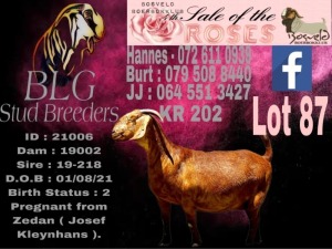 WITHDRAWN - 1X Kalahari Red Doe BLG Stud Breeders