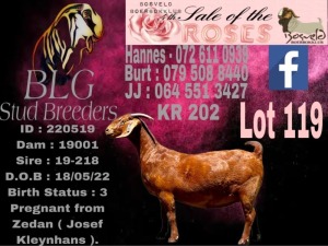 1X Kalahari Red Pregnant Stud Doe BLG Stud Breeders