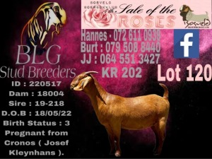 1X Kalahari Red Stud Doe BLG Stud Breeders