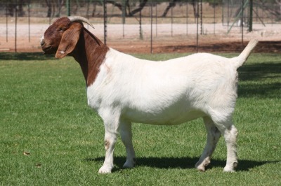 1X Boer Goat Stud Doe Bosland Boerdery