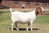 1X Boer Goat Pregnant Stud Doe Bosland Boerdery