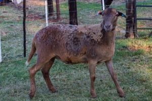 1X OOI/EWE B3 Genetics - Charles Freeme - 074 207 0007 (Highest Bidder may choose A, B, C or D of Lot round or take all - Pay per piece. Choice once per Lot round, Rest to take all)