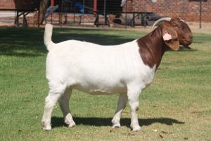 1X Boer Goat Stud Doe Bosland Boerdery