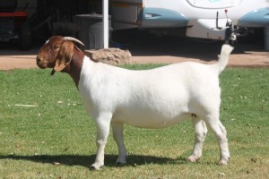 1X Boer Goat Stud Doe Bosland Boerdery