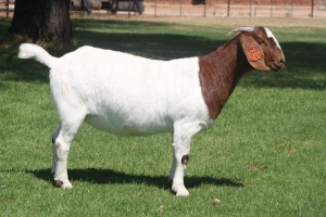 1X Boer Goat Pregnant Stud Doe Bosland Boerdery