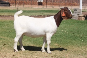 1X Boer Goat Pregnant Stud Doe Bosland Boerdery