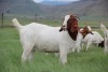 WITHDRAWN - 1X Boer Goat Doe Cherokee Boergoats