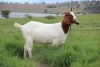 WITHDRAWN - 1X Boer Goat Doe Cherokee Boergoats - 2