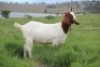 WITHDRAWN - 1X Boer Goat Doe Cherokee Boergoats - 2