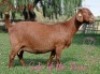 1+1X Kalahari Red Stud Doe CW Dreyer Kalahari Reds