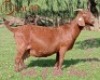 WITHDRAWN - 1X Kalahari Red Doe CW Dreyer Kalahari Reds
