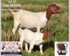 1+1X Boer Goat Stud Doe ESP Boer Goat Stud