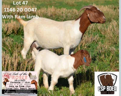 1+1X Boer Goat Stud Doe ESP Boer Goat Stud