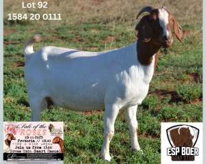 WITHDRAWN - 1X Boer Goat Doe ESP Boer Goat Stud