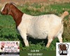 WITHDRAWN - 1X Boer Goat Doe ESP Boer Goat Stud