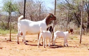 1+2X Boer Goat Stud Doe Hardekool Boerbokstoet