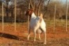 1+2X Boer Goat Stud Doe Hardekool Boerbokstoet - 2