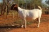 1+2X Boer Goat Stud Doe Hardekool Boerbokstoet - 3
