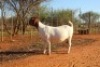 1+2X Boer Goat Stud Doe Hardekool Boerbokstoet - 4