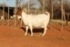 1+2X Boer Goat Stud Doe Hardekool Boerbokstoet - 5