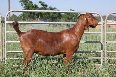 1X Kalahari Red Stud Doe Kilifi Creek Kalahari Reds