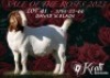 1X Boer Goat Stud Doe Koati Boer Goat Stud - 2