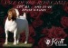 1X Boer Goat Stud Doe Koati Boer Goat Stud - 3