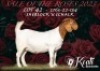 1X Boer Goat Pregnant Stud Doe Koati Boer Goat Stud - 2