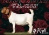 1X Boer Goat Pregnant Stud Doe Koati Boer Goat Stud - 3