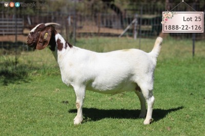 1X Boer Goat Pregnant Stud Doe Langkloof Boerbokke