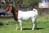 1X Boer Goat Pregnant Stud Doe Langkloof Boerbokke