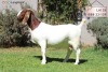 1+1X Boer Goat Stud Doe Langkloof Boerbokke