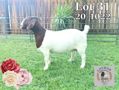 WITHDRAWN - 1X Boer Goat Doe Louron Boerbokstoet