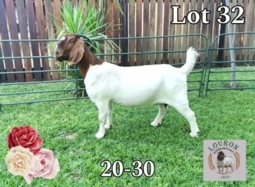 WITHDRAWN - 1X Boer Goat Doe Louron Boerbokstoet