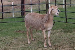 1X OOI/EWE B3 Genetics - Charles Freeme - 074 207 0007