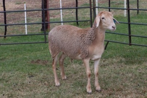 1X OOI/EWE B3 Genetics - Charles Freeme - 074 207 0007