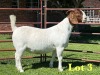 1X Boer Goat Stud Doe Lukas Burger Boer Goats