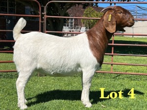1X Boer Goat Pregnant Stud Doe Lukas Burger Boer Goats