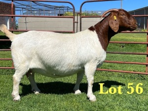 1+2X Boer Goat Stud Doe Lukas Burger Boer Goats