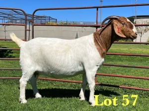 1X Boer Goat Pregnant Stud Doe Lukas Burger Boer Goats