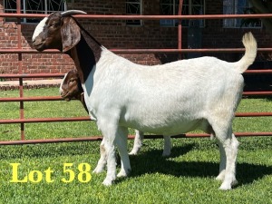 1+1X Boer Goat Stud Doe Lukas Burger Boer Goats