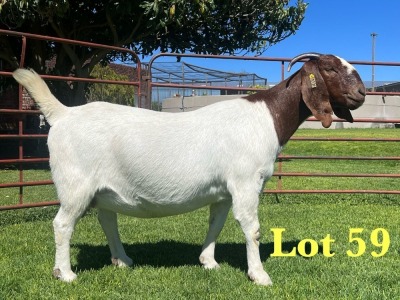 1+2X Boer Goat Stud Doe Lukas Burger Boer Goats