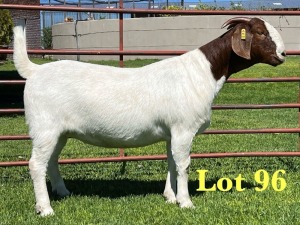 1X Boer Goat Stud Doe Lukas Burger Boer Goats