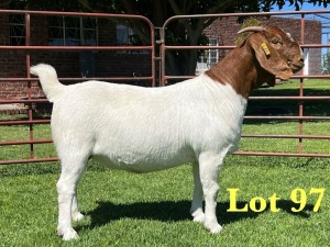 1X Boer Goat Pregnant Stud Doe Lukas Burger Boer Goats