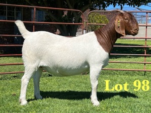 1X Boer Goat Pregnant Stud Doe Lukas Burger Boer Goats