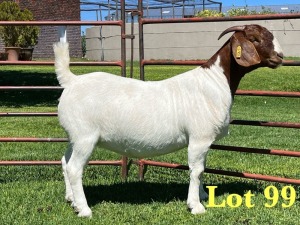 1X Boer Goat Pregnant Stud Doe Lukas Burger Boer Goats