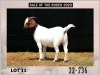 1X Boer Goat Doe Stud Milamiek Boerbokstoet