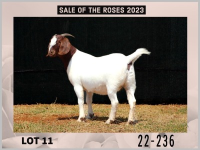 1X Boer Goat Doe Stud Milamiek Boerbokstoet