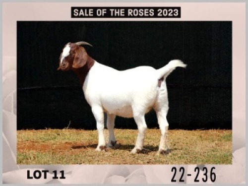 1X Boer Goat Doe Stud Milamiek Boerbokstoet