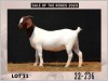 1X Boer Goat Doe Stud Milamiek Boerbokstoet - 2